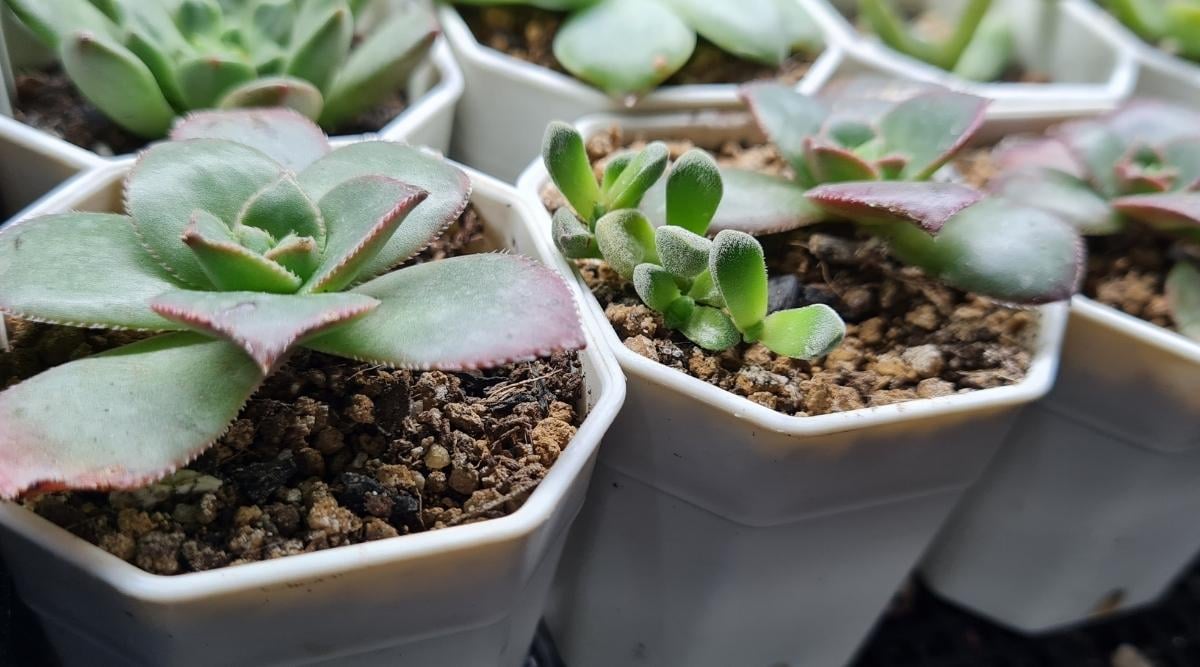 Succulents in Small Containers