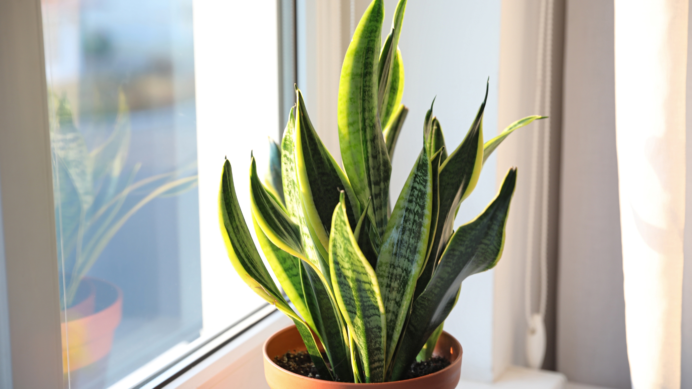 Close up of a plant sitting on a window sill in front of a sunny window. The plant has tall, wide, pointed leaves with dark green center and light green on the edges.