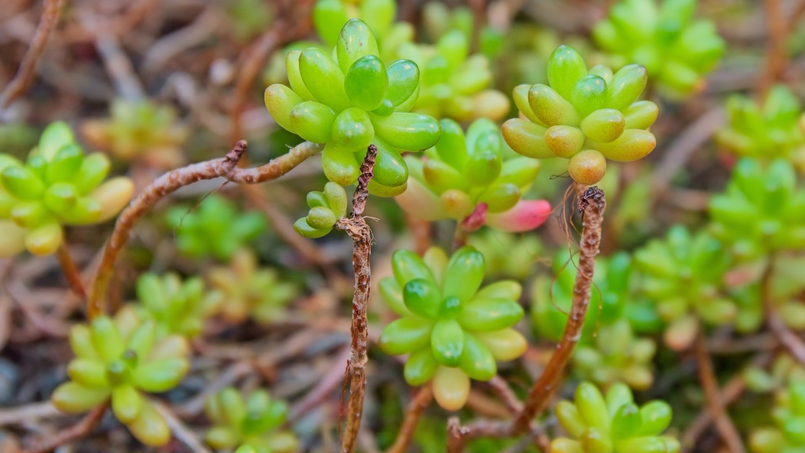 Plant with tall brown, thick stems with clusters of bright green, round, plump leaves at the top