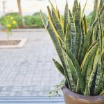 tall-succulent-snake-plant-in-container