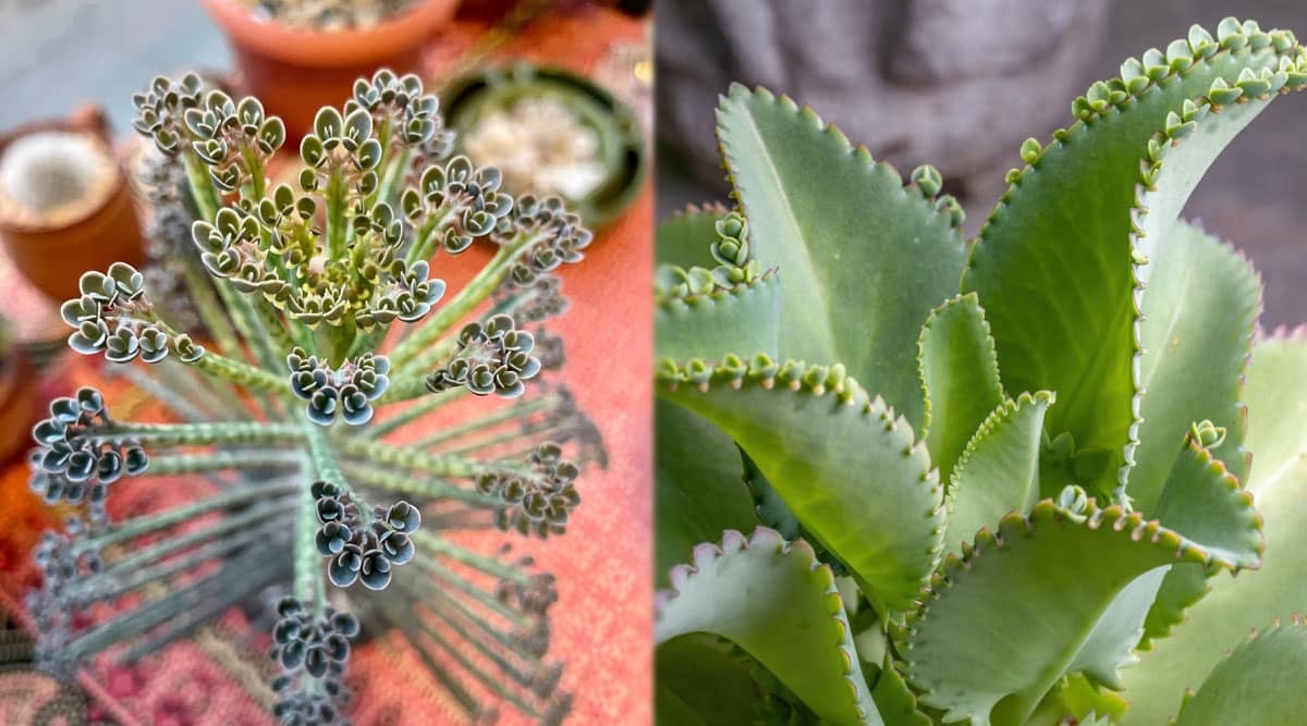 Two succulent plants. The one on the left has leaves that are gray-green, smooth, narrow, and oblong, set opposite each other on a long stem. There are several small teeth on the ends of the leaves where groups of plantlets form in whorls along the edges. It grows in an upright fashion in a container that rests on a table covered in a red-orange table cloth. The succulent on the right has wide blue-green leaves with toothed margins where the little plantlets form. Tiny plantlets are growing on the edge of a few of the larger leaves.