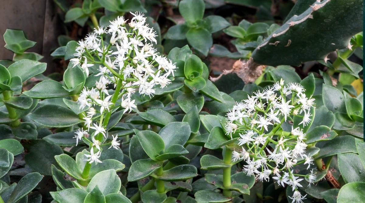 Close-up of Crassula lactea blooming with white star-shaped flowers