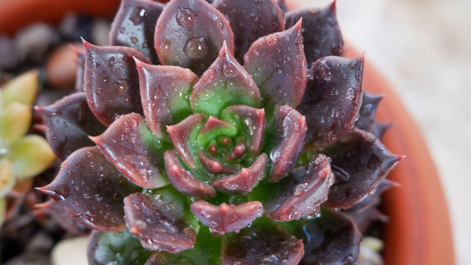 Close up of a deep reddish-black, succulent plant covered in water droplets.