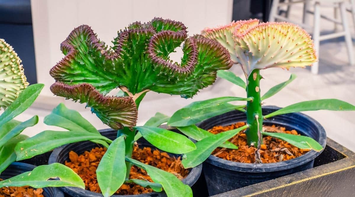 Three grafted succulent plants growing in round black plastic containers in a wooden box under the sunlight. Each plant flaunts a coral-like, textured crest with wrinkles and spikes. The left plant bears a white crest, the center one displays a green crest with purple edges, and the right plant features a white crest with yellow marks and pink edges. These plants showcase sturdy stems and thick leaves.