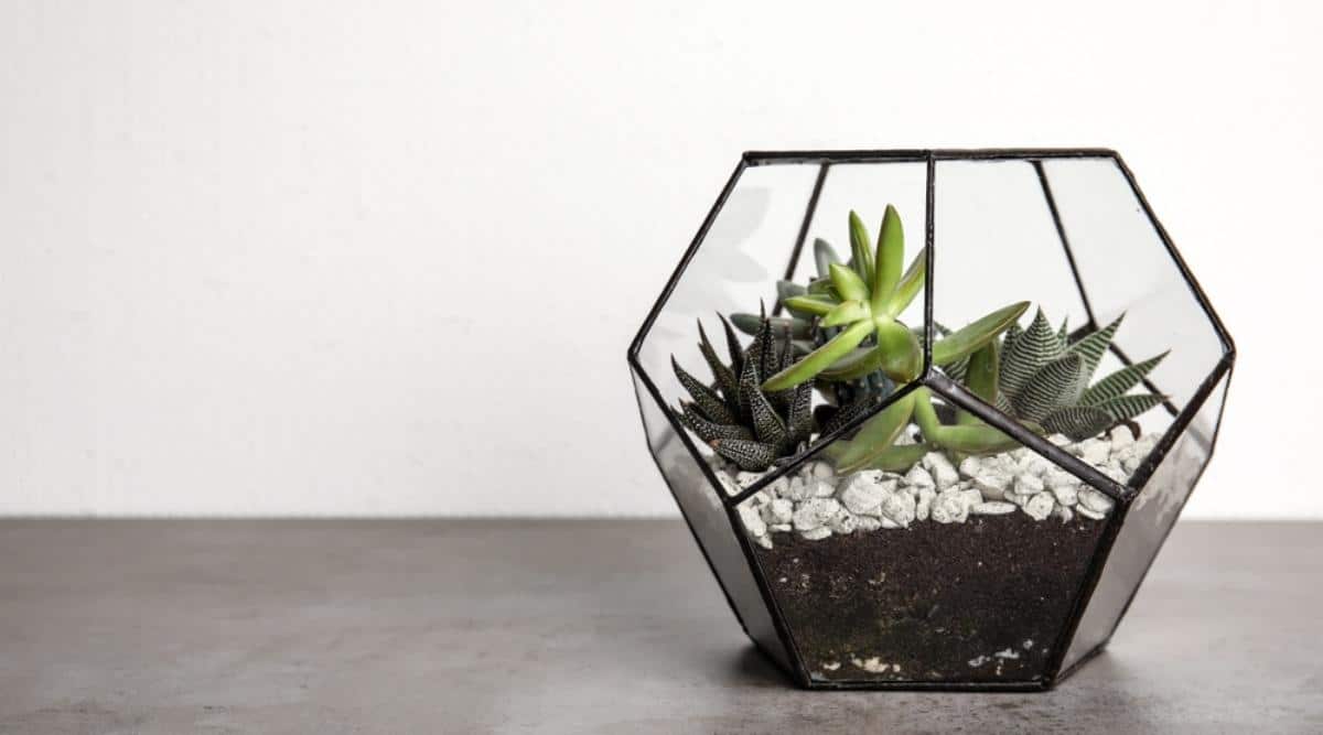 Terrarium With Rocks, Soil, and Plants