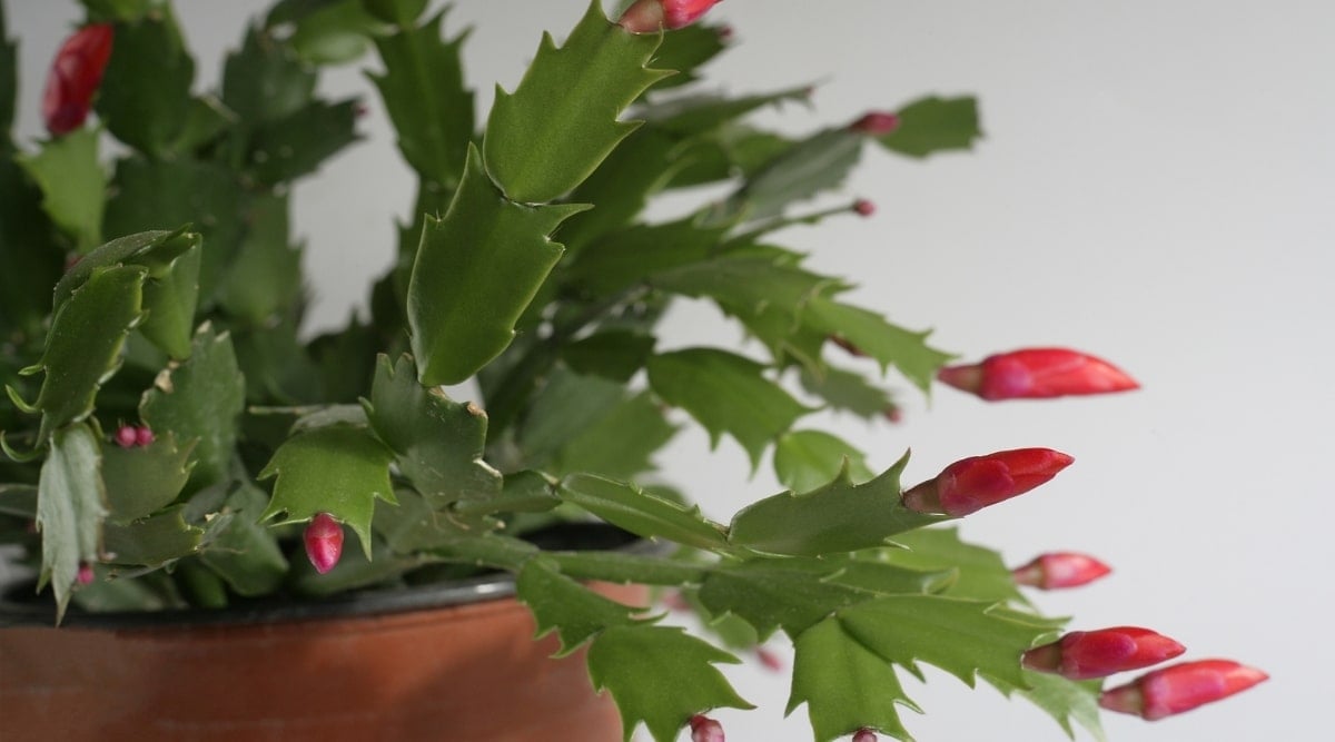 Indoor Cactus About to Bloom