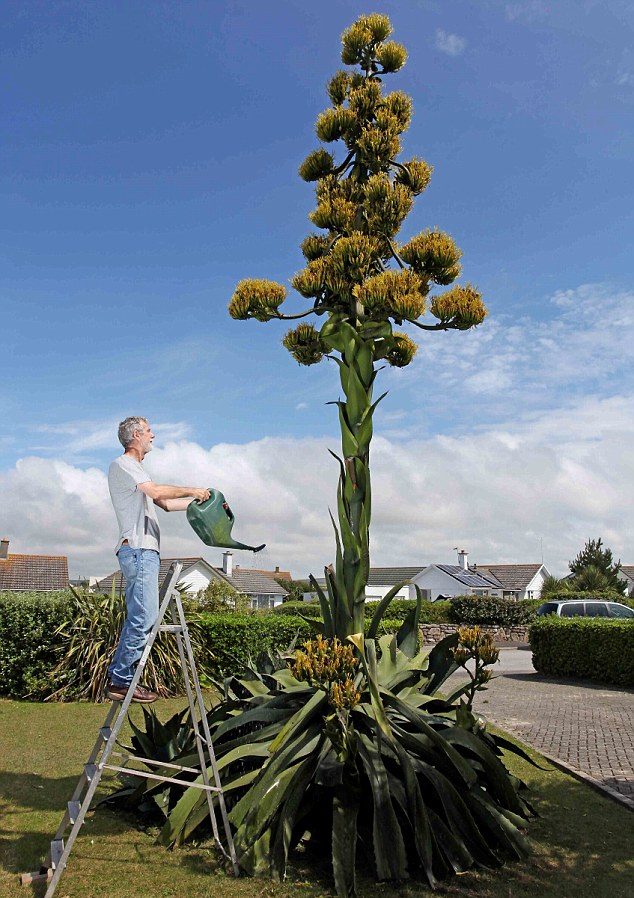 the Agave Plant Have Blooms