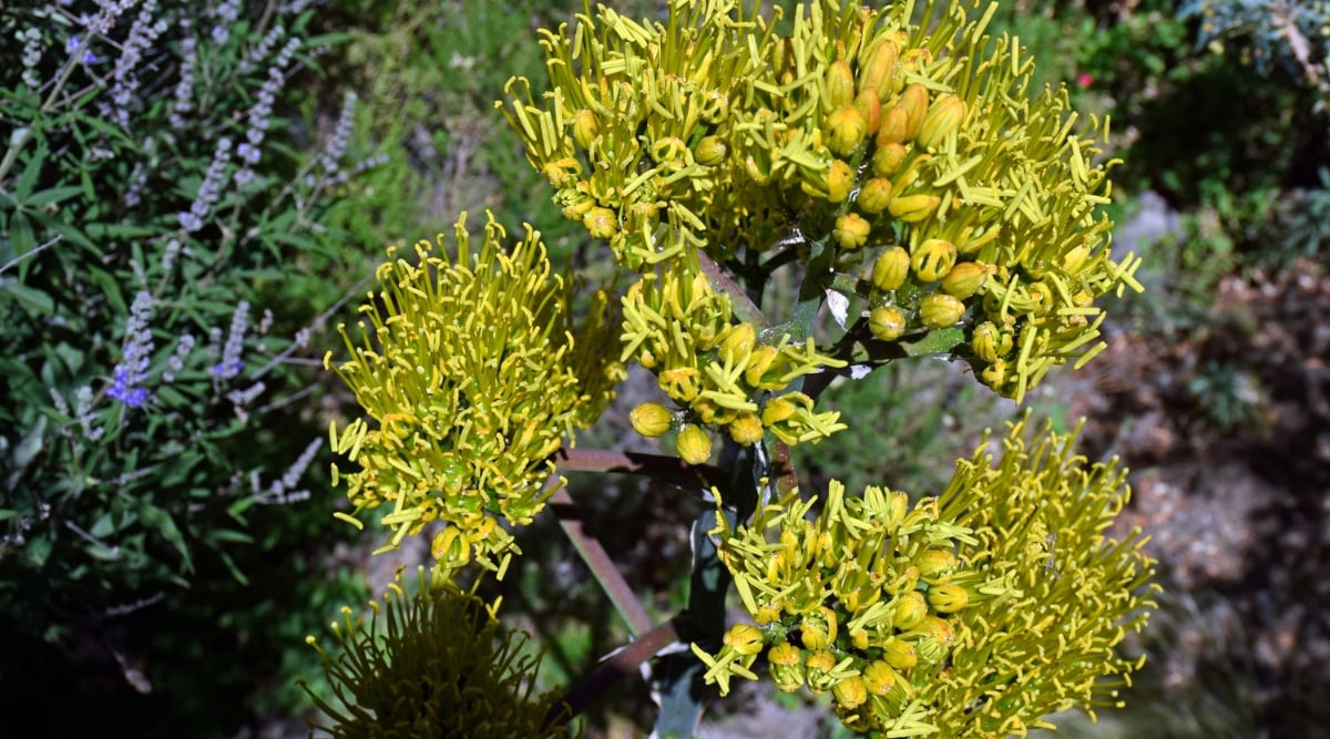 the Agave Plant Have Blooms