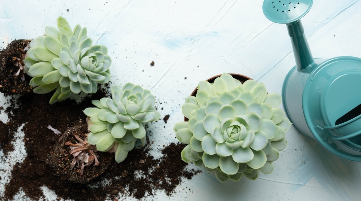 Three succulents sitting on a table that are being transplanted. The plants are pale green, and there is potting soil at the base of the plants on the table where they sit. There is also a pale greenish blue watering can sitting near the plants.