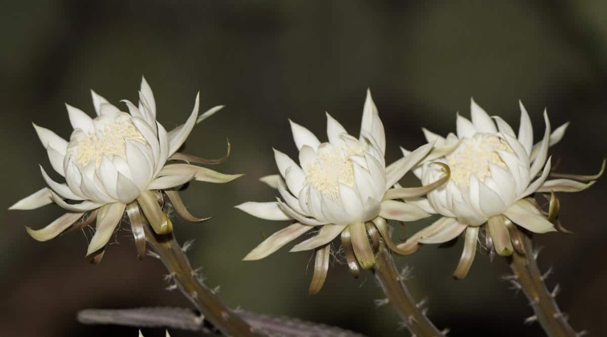 Three White Flowers Closing Up in Early Morning