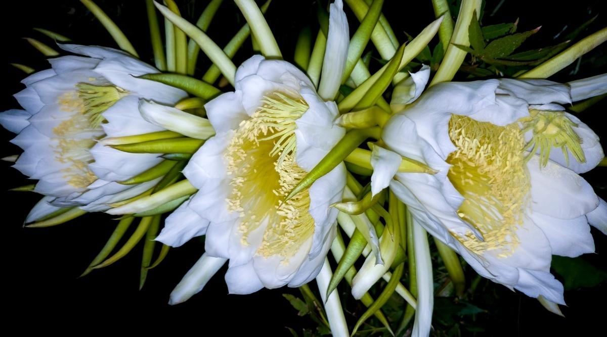 Three White Beauties