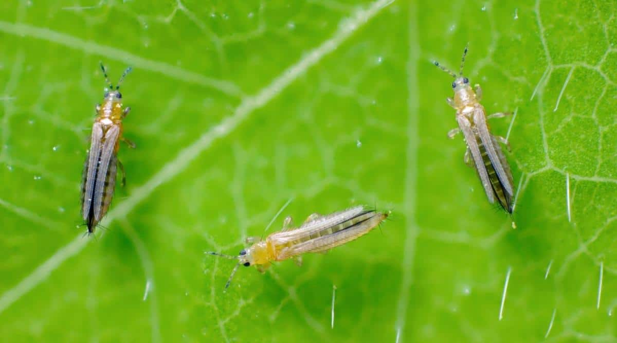 Thrips infestation on a plant