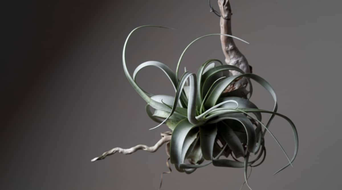 Tillandsia Xerographica