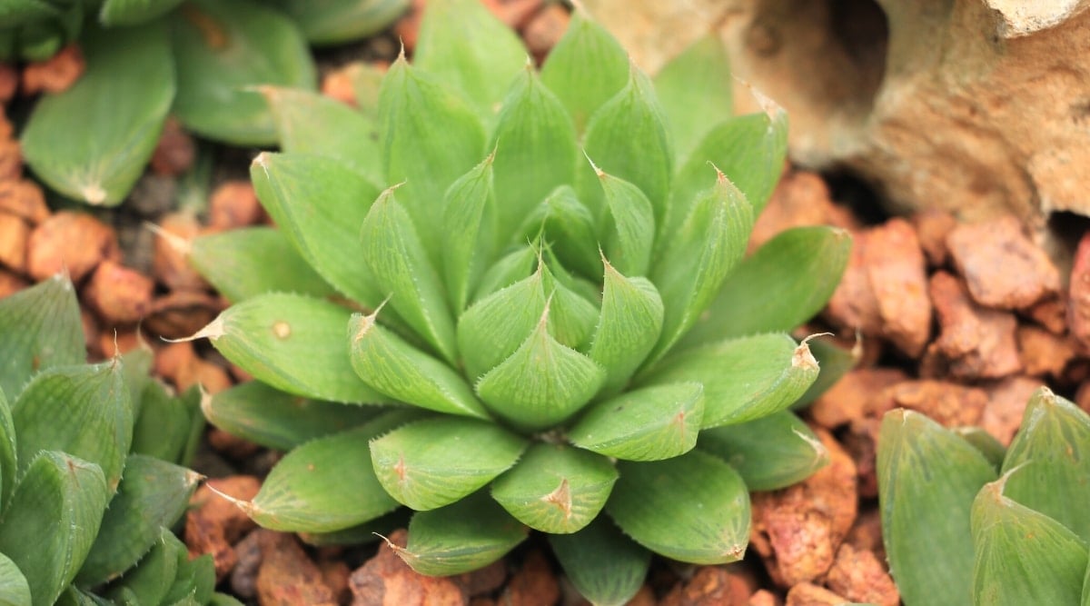 Close-up of a Haworthia cymbiformis plant among ornamental pebbles in a garden. The plant forms a beautiful round rosette of fleshy succulent leaves of bright green color. The leaves are oval, oblong, with pointed tips. They are translucent, with dark green patterns and stripes.