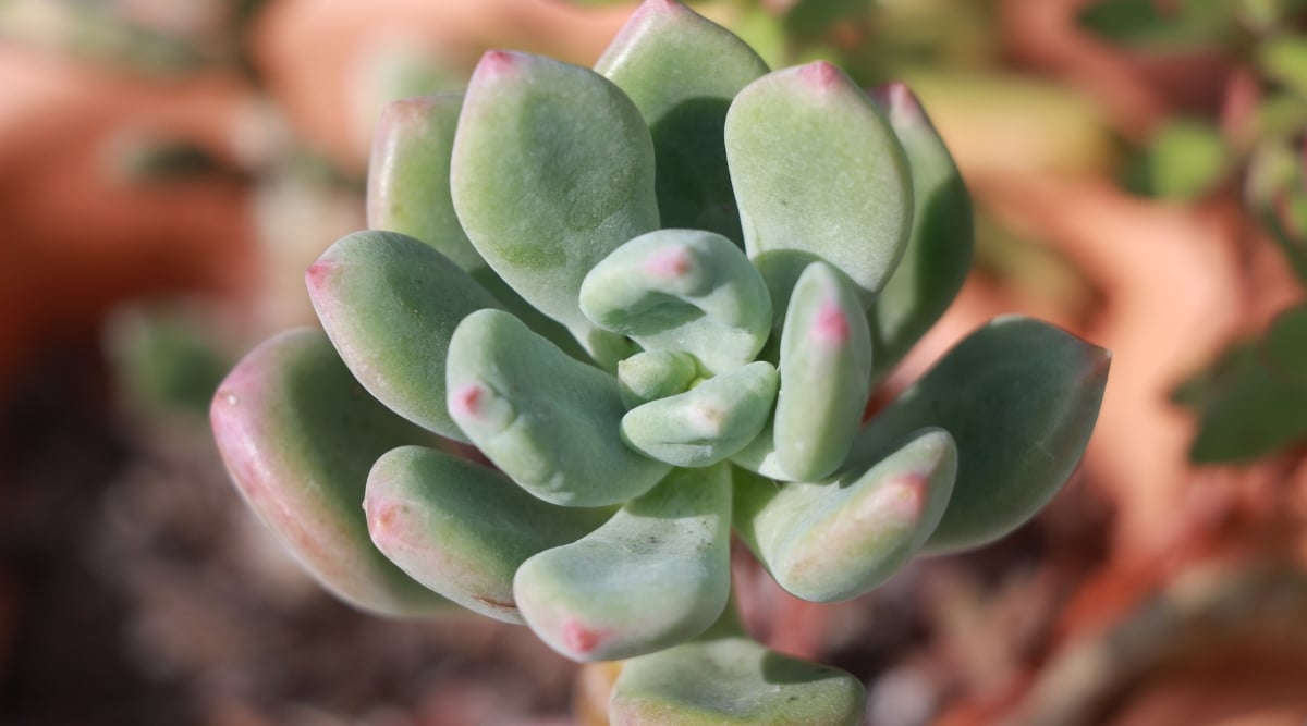 A close-up unveils the intricate details of Pachyveria ‘Bea’. The succulent leaves come together in a rosette pattern, displaying shades of green with hints of pink outlining them. The plant stands out against a blurred background, emerging gracefully from the earth, emphasizing its natural setting.