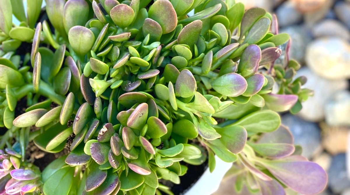 Top view, close-up of Trailing Jade in a pot on a blurred background of decorative stones. Thick succulent stems are covered with thick succulent rounded green leaves with reddish-burgundy tips.