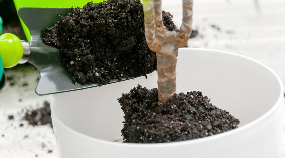 A mini shovel carefully pours dark rich soil onto a white bowl, concealing the unseen parts of the Hoya plant and revealing only its sturdy stem, a hidden foundation for future growth.