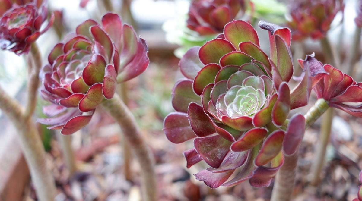 Close-up image of Tree Houseleek flowers, arranged in rosettes with small pink petals at the end of long stems.