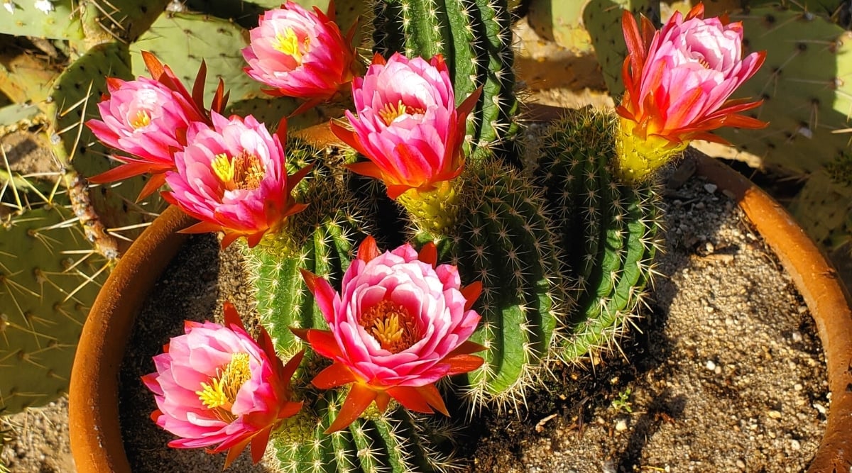 Close-up of a flowering Trichocereus grandiflora in a clay pot under dappled sun surrounded by spiky cacti.