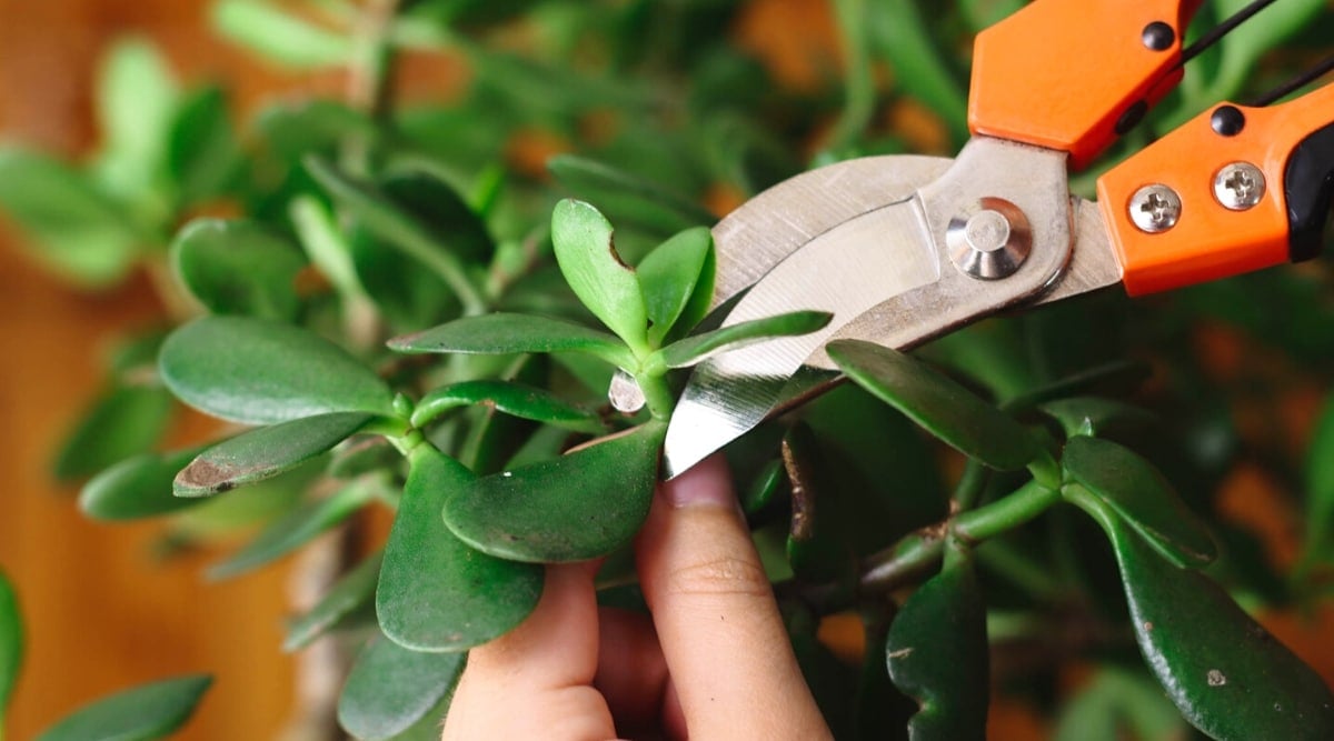 Close-up of hands trimming branch ends of a succulent plant with orange secateurs.