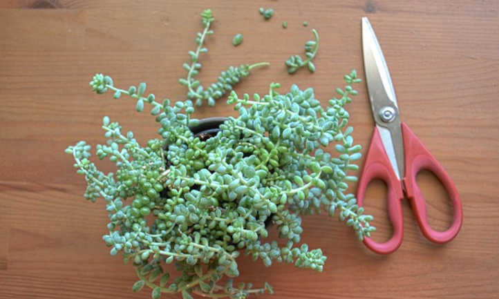 Trimming burro's tail