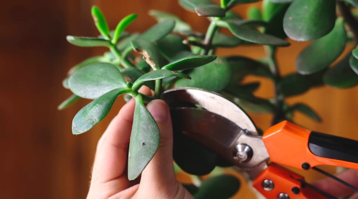 Close-up of women's hands cutting the branches of a plant with orange pruners to form the proper shape of the plant. The plant has beautiful fleshy, juicy, dark green oval-shaped leaves with a glossy texture and smooth edges.