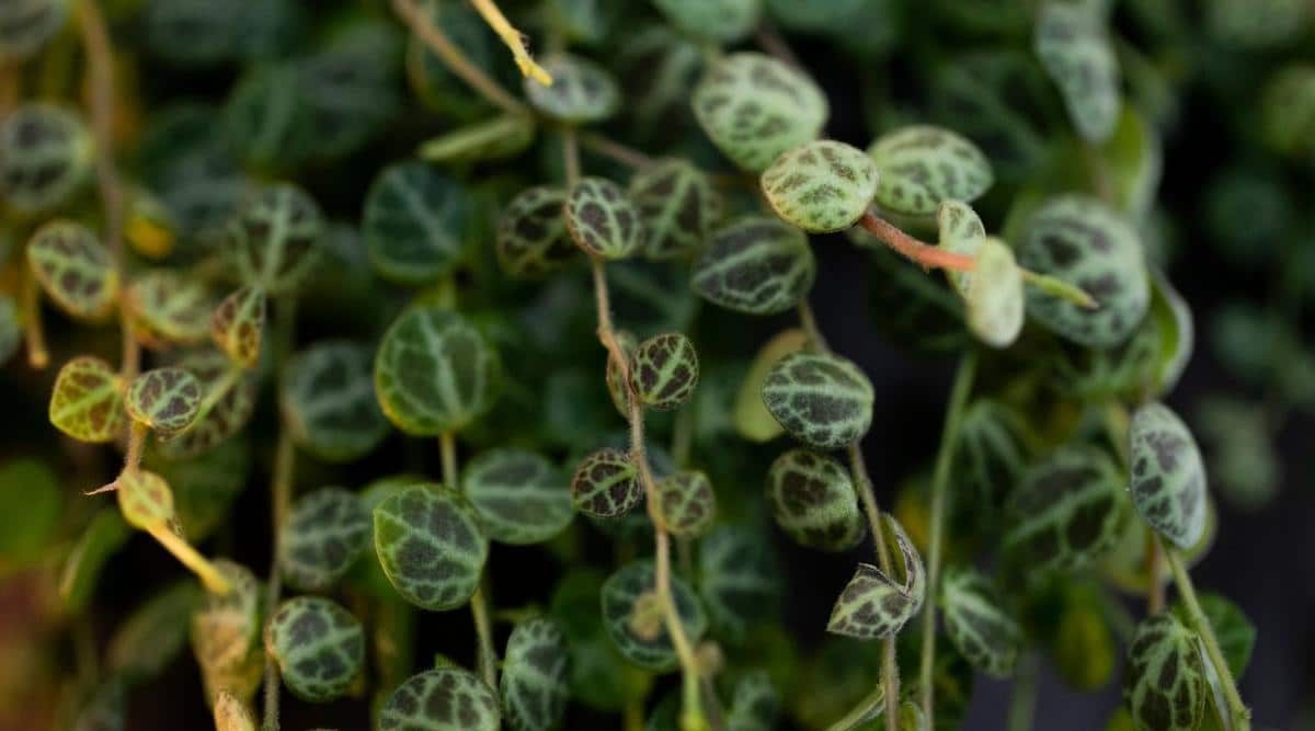 Tropical Houseplant Growing Indoors