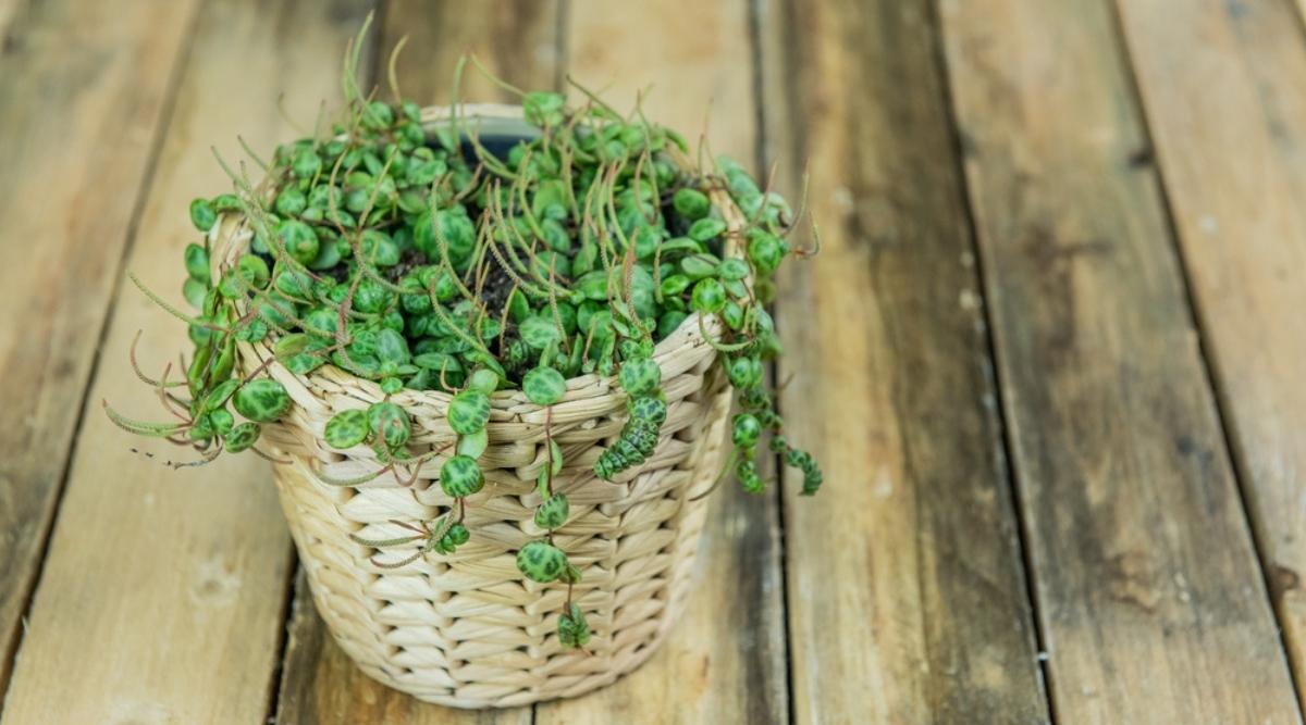 Tropical Houseplant in Woven Basket