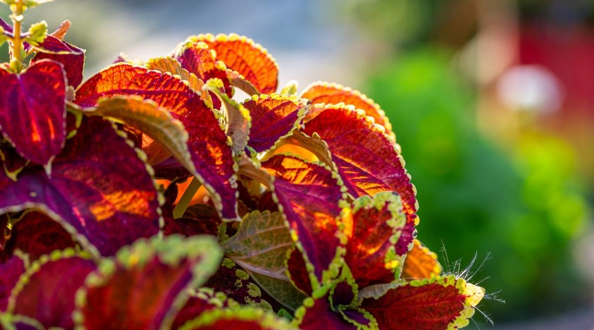 Tropical Plant Planted Outdoors