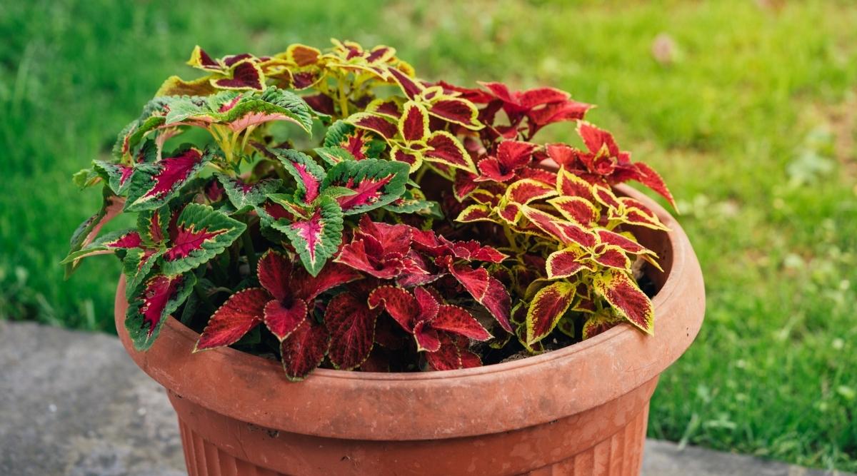 Tropical Plants in a Pot