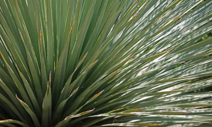 Tufted growth habit of sotol