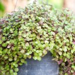 turtle-vine-or-inch-plant-potted-plant