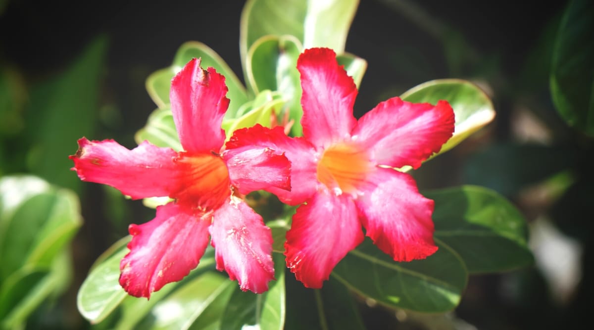 Close-up of two desert rose flowers basking in sunlight.