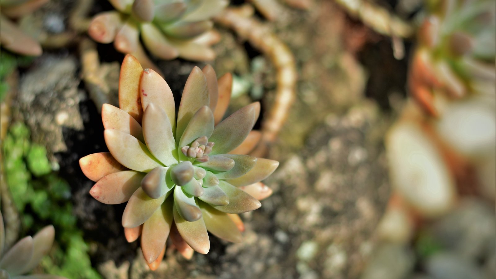 Close up of a light orange and green plant with thick plump leaves in a rosette, hanging over a cement planter.