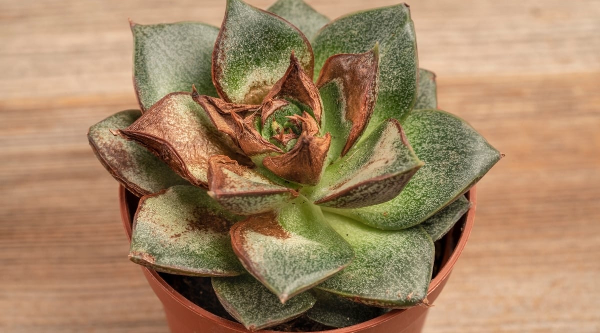 Underwatered Small Succulent Plant on Desk