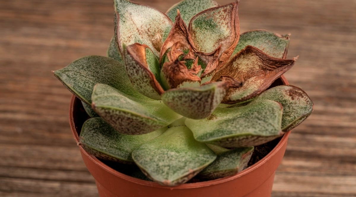 Close-up of an underwatered succulent with shriveled light green leaves showing small wrinkles and brown crispy tips in a brown pot on a wooden table.