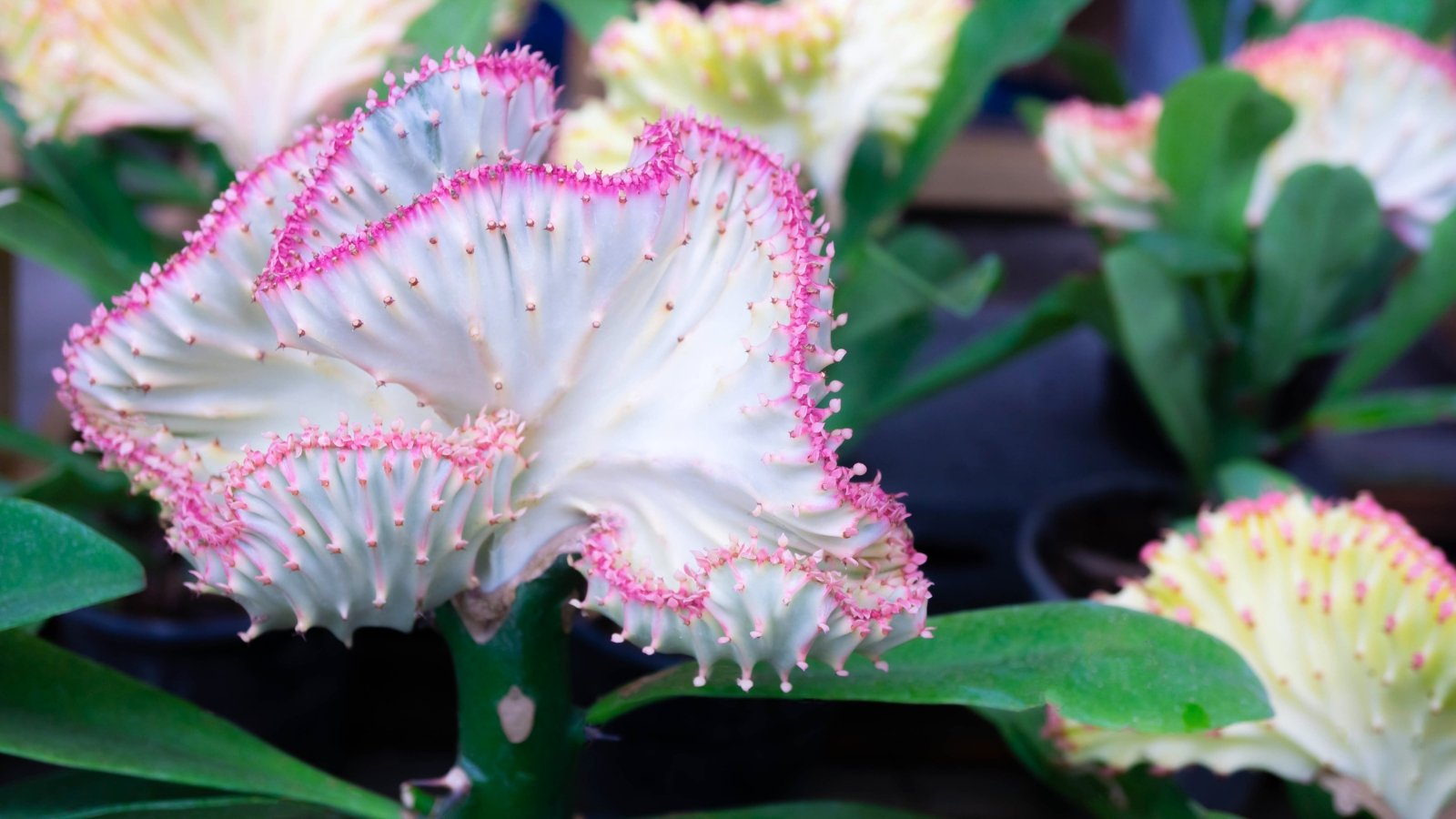 Close-up image of a striking succulent. The plant features a thick, textured, fan-like structure transitioning from white to bright pink at the top. Surrounded by large, long, thick leaves.