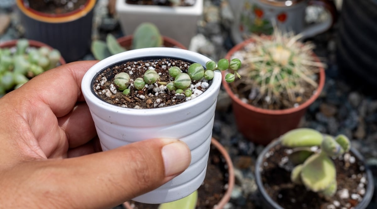 Close-up of male hands holding a small white ceramic pot with a young Curio Herreanus plant. The plant displays a thin stem embellished with round dark green leaves, each marked with white variegated spots, amidst a background of various potted cacti and succulents.