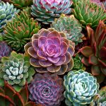 various-coloured-rosettes-of-the-tender-perennial-garden-plant-echeveria