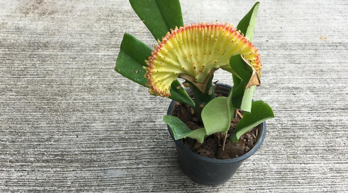 Grafted crested euphoria succulent plant growing in a round plastic pot on a concrete surface. The top of the plant is yellow with a pink edge growing in the shape of a fan with a slightly wrinkled and spiky texture. The stem is thick and sturdy. Thick leaves emerge from the stem and the soil.