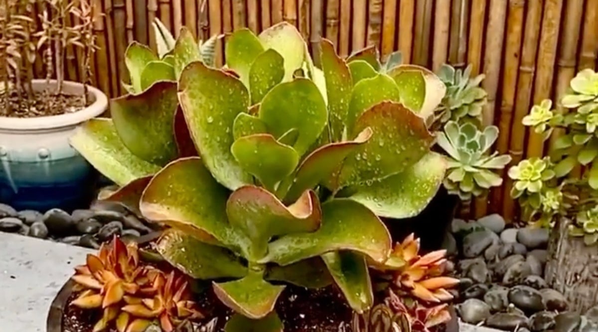 Close up of succulent plants covered in water droplets. Bright apple-green leaves form a rosette with red tips, next to yellow-orange succulents and black rocks in a garden.