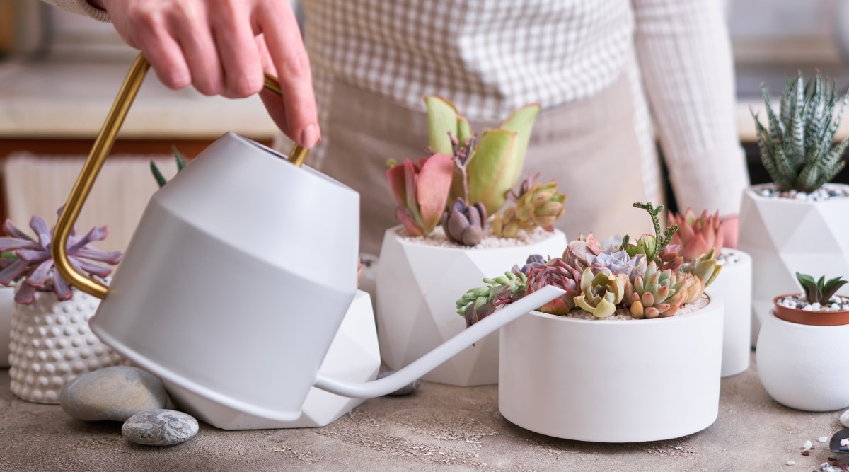 Watering a small collection of plants sitting on a table. Gardener is holding a white water can with a brass handle. She is tipping the can, which waters the succulent plants that are in the small pot. The pot is white, and there are several other plants around it in small white pots as well.