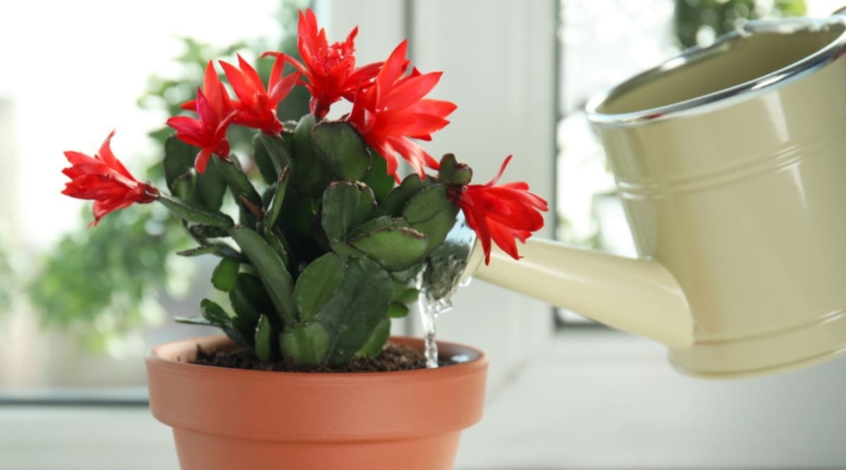 Watering a Succulent with Red Flowers