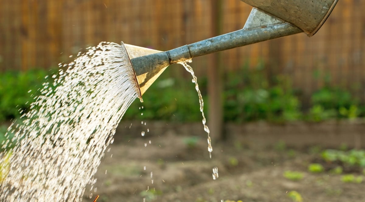 The focus is on the spout and sprinklers of a metal watering can, elegantly pouring water with precision. In the background, rich brown soil serves as the canvas, accentuated by a line of vibrant green plants, creating a harmonious and refreshing scene.