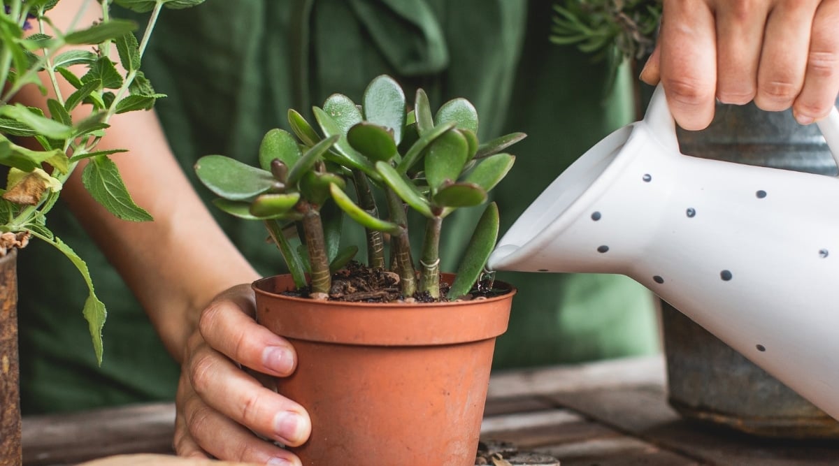 Watering a Jade plant in a plastic pot outdoors