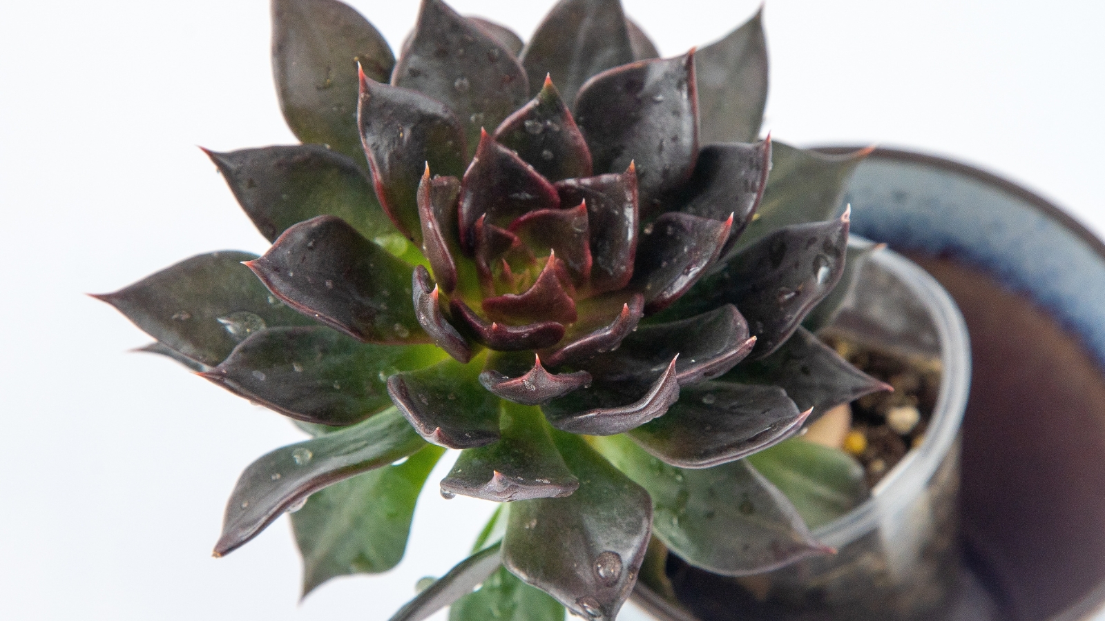 Close up of a deep reddish-black, succulent plant with water droplets on its leaves.