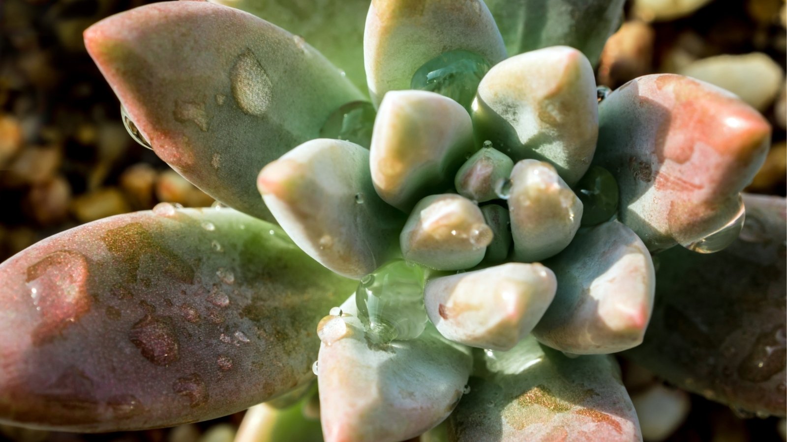 Close up of a pink and green plant. The plant has a rosette like shape and has tiny drops of water on their leaves.