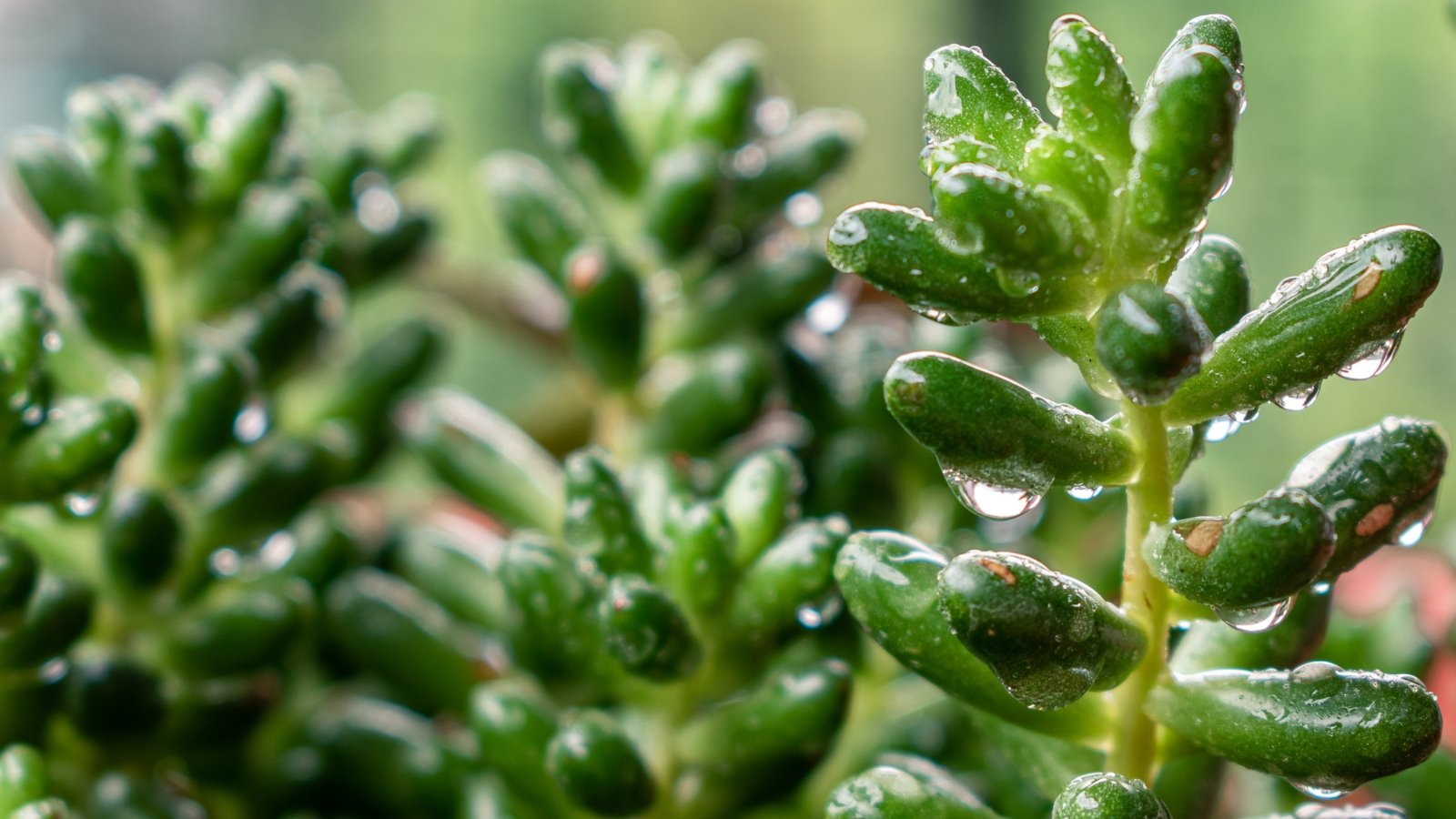 Close up of tall, bright green plants with thick, oval shaped leaves. Plant is freshly watered and has drops of water dripping from each leaf.