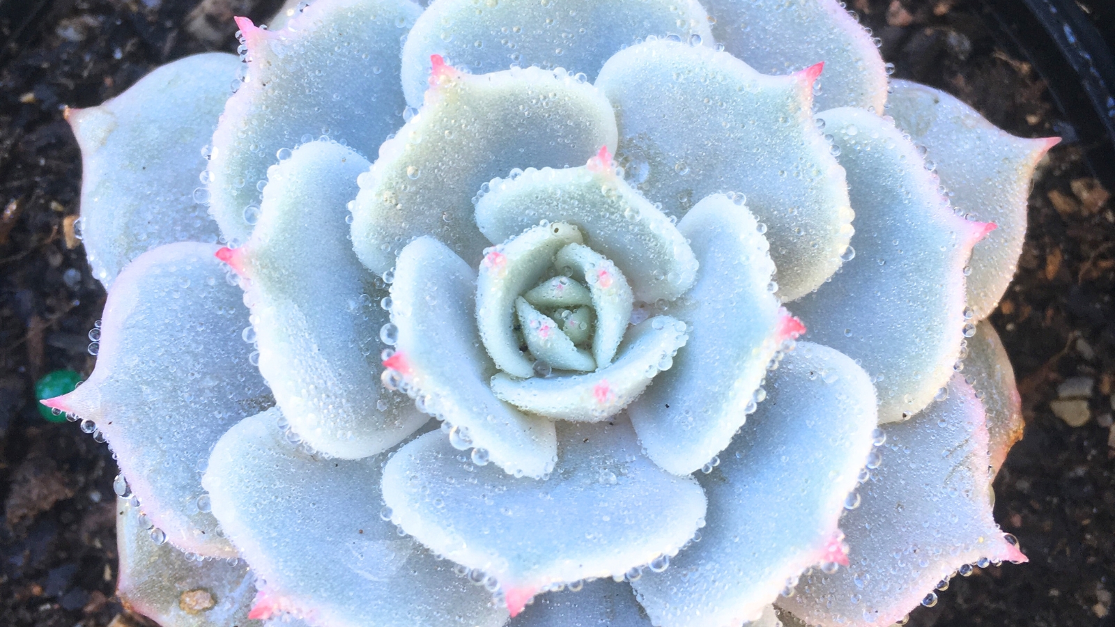 Close up of a succulent that has light pinkish-green, plump, rounded leaves with a slight point at the tip, overlapping in a rosette formation, covered with moist dew drops.