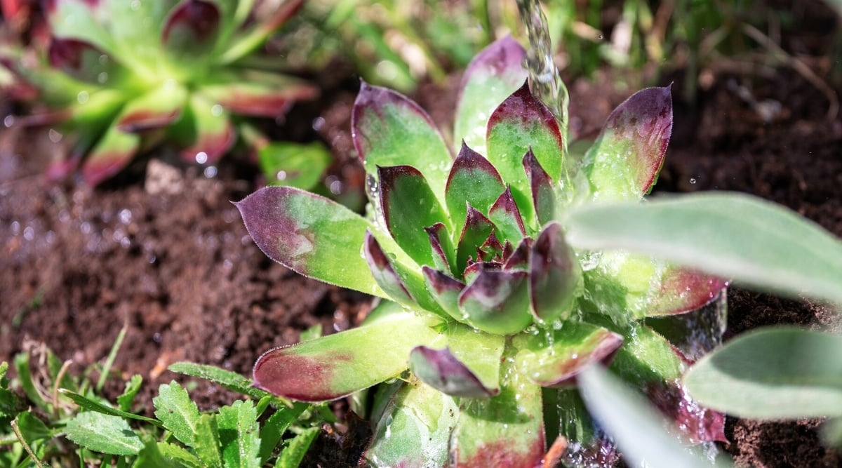 Close-up of watering a freshly planted Hens and chicks plant in the garden. This succulent plant forms a beautiful rounded rosette of oval, slightly oblong leaves. The leaves are thick, fleshy, with pointed purple tips.